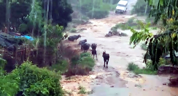 ಚಾಮರಾಜನಗರ: ಭಾರೀ ಮಳೆ; ಹಳ್ಳದ ನೀರಿನಲ್ಲಿ ಕೊಚ್ಚಿ ಹೋದ ಎಮ್ಮೆಗಳು